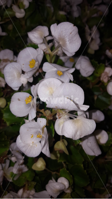 여름,꽃,근접,식물,flower