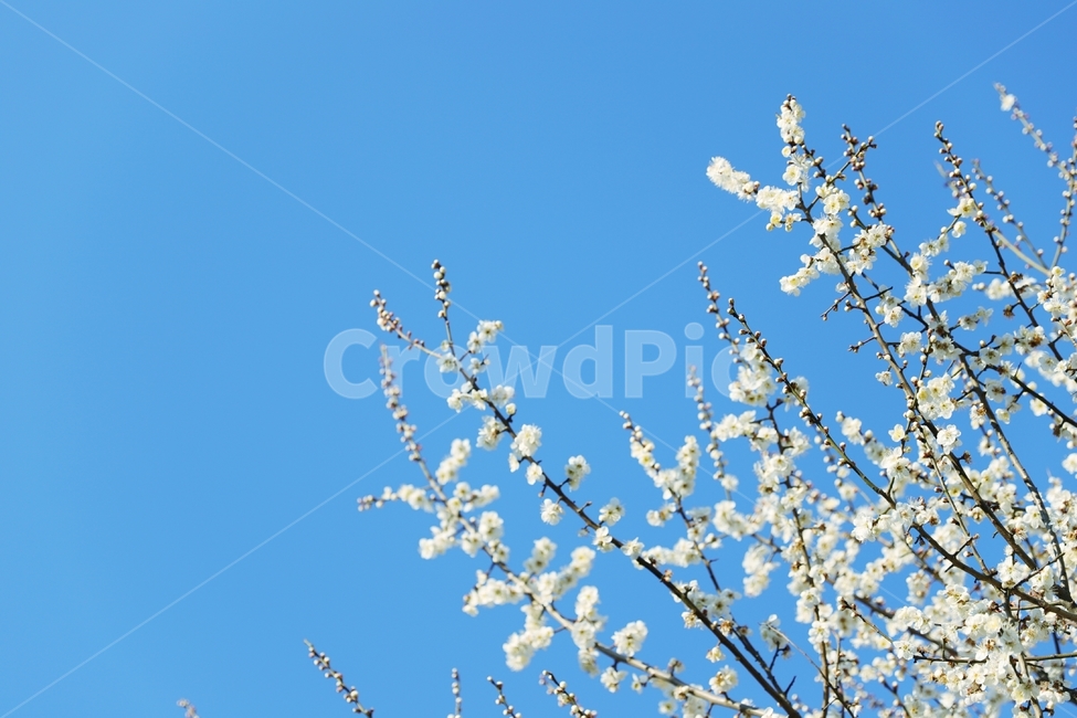 매화,매화꽃,매화나무,꽃망울,봄꽃,봄소식,자연,풍경,봄,봄,계절,spring,season,자연,풍경,nature,landscape,plant,식물,flower,꽃,blossom