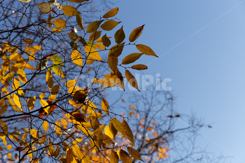 단풍,가을나무,가을,낙엽,나뭇잎,가을,계절,fall,autumn,season,plant,식물,leaf,잎
