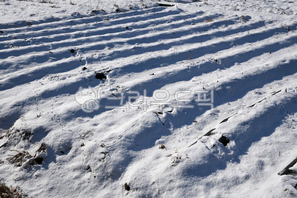rice field ridge, snow, farming, winter, field ridge - Authentic Korean ...