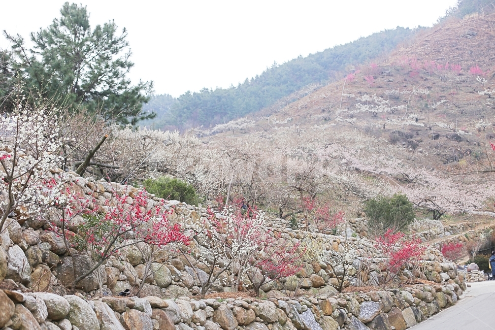 매화마을,매화꽃,매화축제,매화,꽃,flower,봄,계절,spring,season,자연,풍경,nature,landscape,plant,식물,rubble,파편