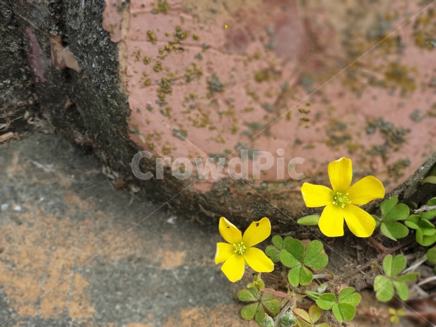 들꽃,plant,식물,노란꽃,야생화