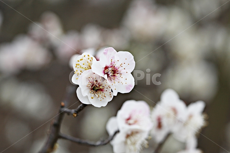 살구꽃,꽃,살구나무,자연,배경,봄,계절,spring,season,식물,자연,plants,nature,꽃,flower,plant