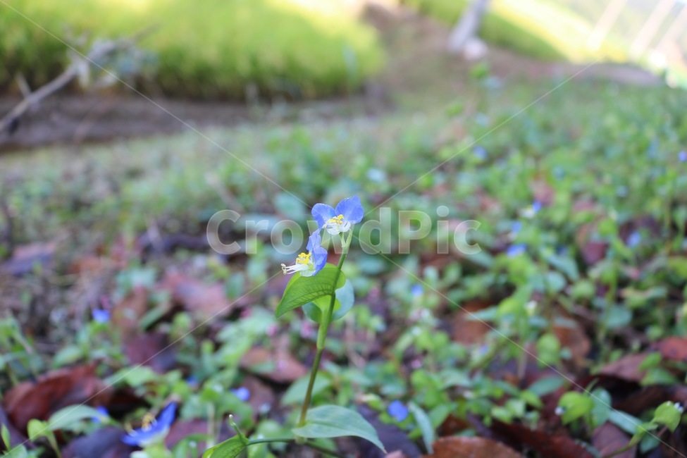 꽃,식물,초록,flower,hana,plants,shokubutsu,green,midori,노랑,yellow,kiiro,파랑,흰색,blue,ao,white,shiro,식물,자연,plants,nature,꽃,flower