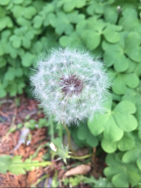 민들레,민들레홀씨,꽃,홀씨,앉은뱅이꽃