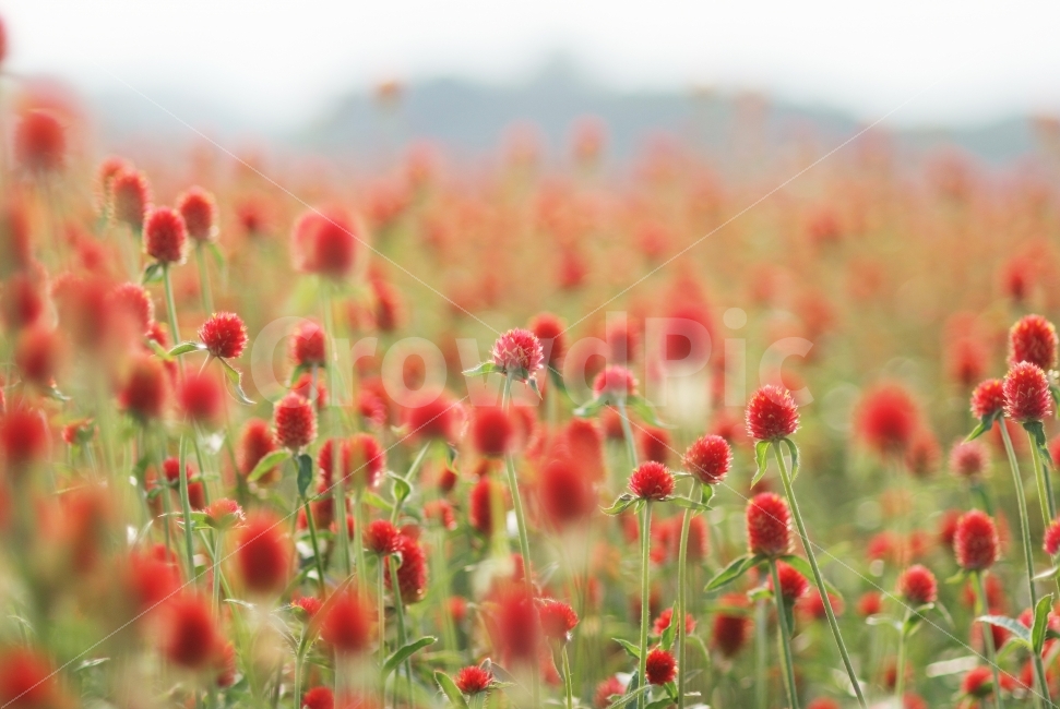 천일홍,붉은색,붉은천일홍,Gomphrenaglobosa,flowers,가을꽃,꽃밭,붉은꽃밭,식물,자연,plants,nature,꽃,flower,감성,sensible,feeling