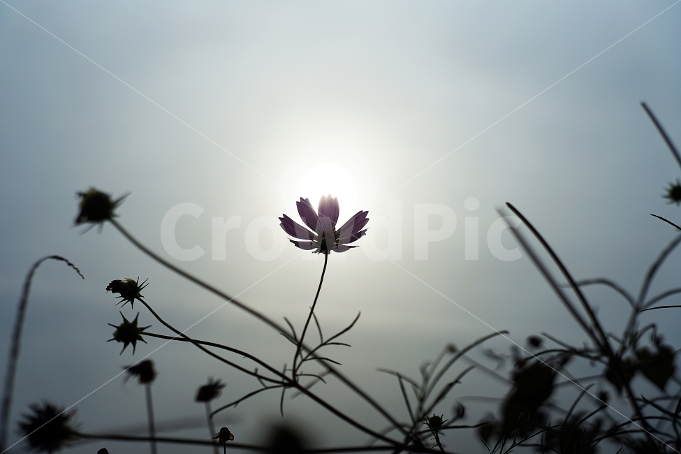 코스모스,태양,가을,역광,단풍,가을,계절,fall,autumn,season,식물,자연,plants,nature,꽃,flower