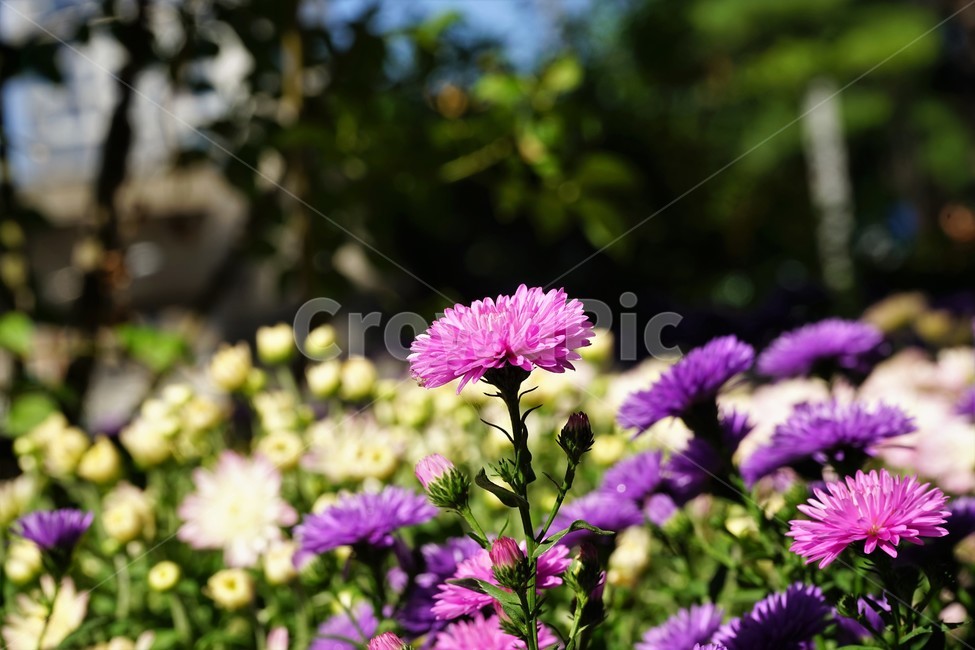 꽃,향기,계절,여름,녹색,빨강색,아름다움,자연,healing,nature,bloom,season,smell,beautiful,plant,flower,식물,자연,plants,nature,꽃,flower