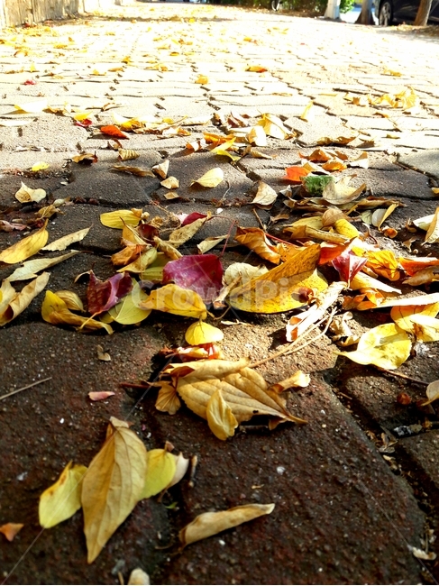 낙엽,fallenleaves,leaf,fall,가을,바닥,ground,식물,plant,잎,autumn,street,거리,가로수