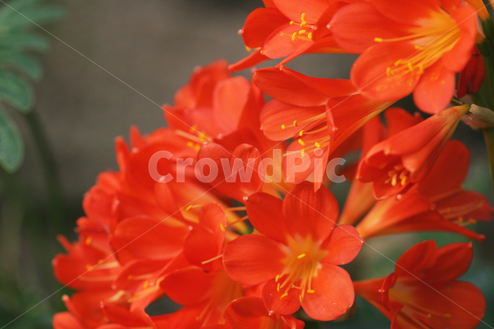 꽃,군자란,주황색,화려함,꽃사진,식물,자연,plants,nature,꽃,flower
