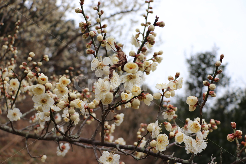 plum,plumblossom,plant,식물,blossom,flower,매화,꽃,나무,나뭇가지,가을,봄,봄,계절,spring,season