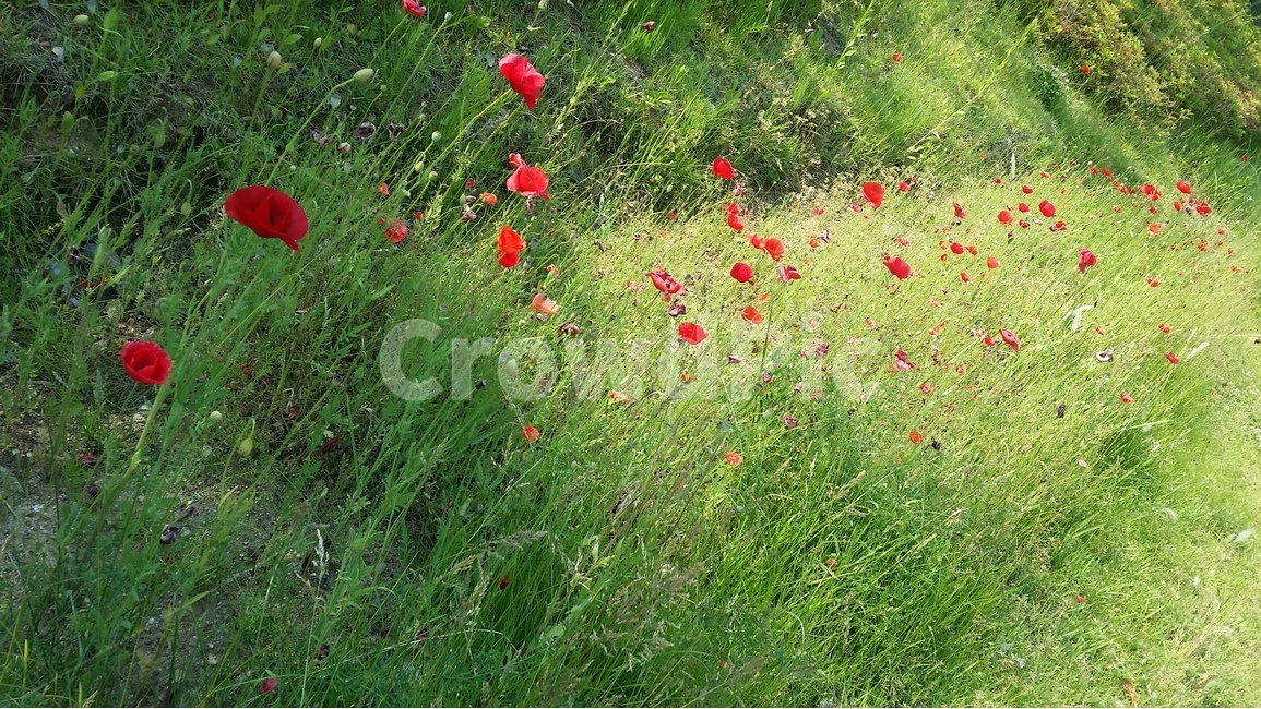 Field,poppy,flower bed,plant,flower