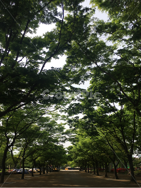 나무,plant,여름,나뭇잎,녹색잎
