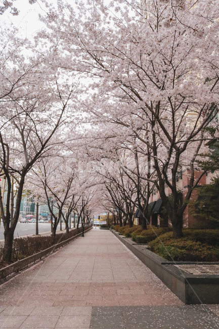 벚꽃,길,골목,벚꽃축제,도로,거리,꽃,아름다움