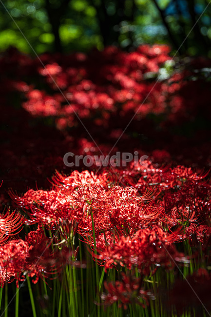 꽃무릇,plant,식물,가을꽃,가을,식물,자연,plants,nature,꽃,flower