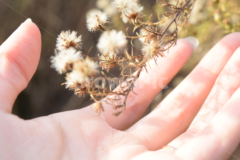손,자연,햇빛,그림자,공원,식물,자연,plants,nature,꽃,flower,사람,인물,인간,human,person,신체일부,몸,body,감성,sensible,feeling