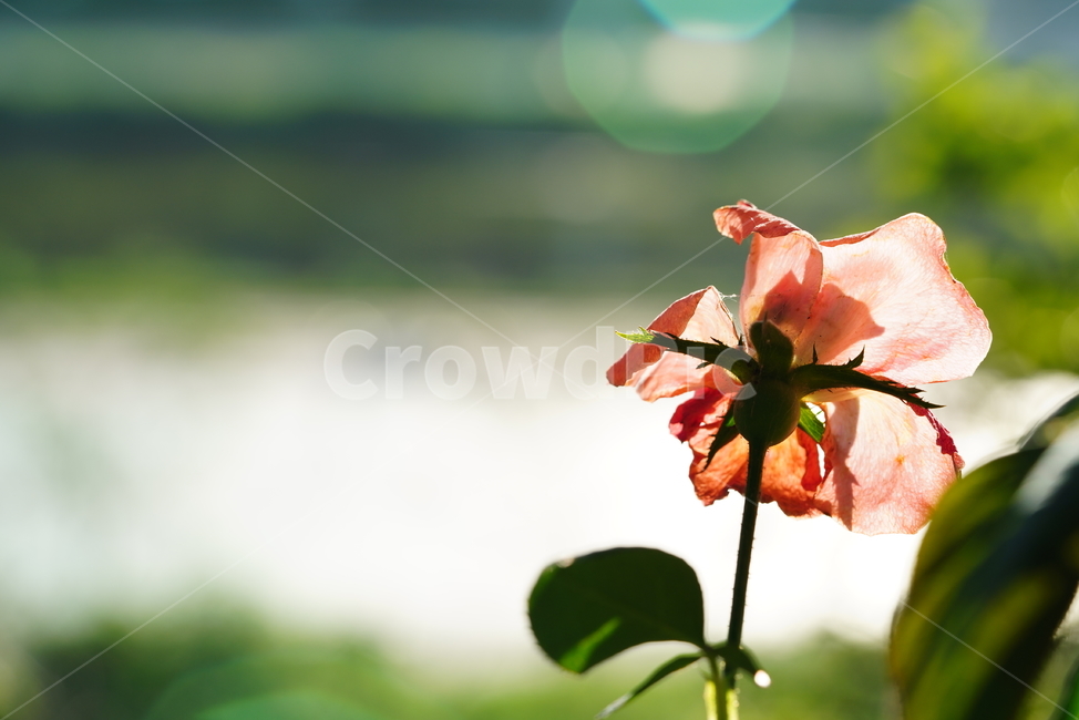 꽃,플라워,색감,식물,생명,생물,flower,컬러,plant,식물,자연,plants,nature,꽃,flower