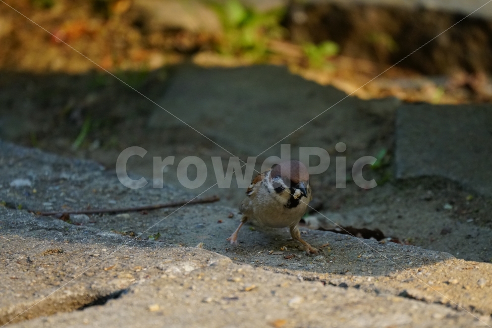 참새,조류,동물,공원,식물,나무,잎사귀,자연,bird,animal,nature,귀여운,귀엽다,lovely,cute,큐티,pretty,감성,감성사진,힐링,힐링사진,동물,animal,조류,새,birds