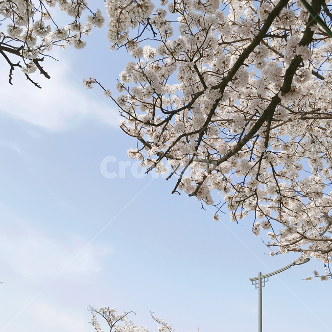 벚꽃,꽃,봄,감성,꽃구경,자연,하늘