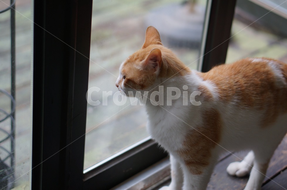 cat,고양이,animal,동물,pet,동물,animal,포유류,mammal,고양이,cat,kitten,kitty