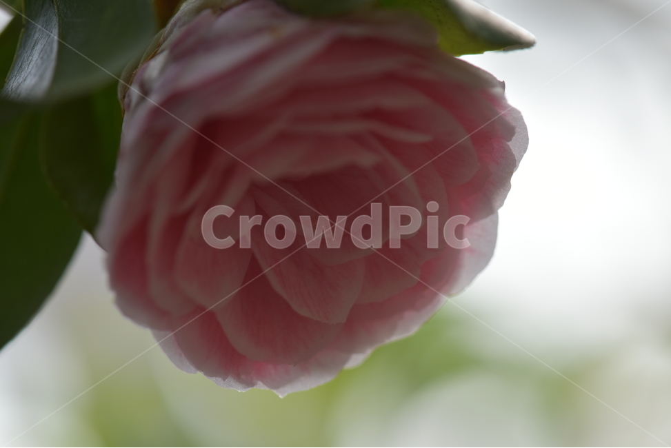 동백꽃,camelliaflower,설중사우,동백화,산다화,조매화,사랑,김유정,소설,식물,자연,plants,nature,꽃,flower