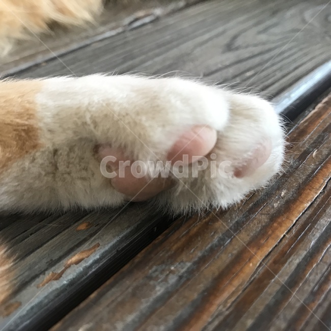 고양이발,고양이,핑크발바닥,발,냐옹,동물,animal,포유류,mammal,고양이,cat,kitten,kitty