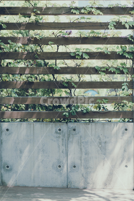 넝쿨,담쟁이,식물,벽,식물벽,식물,자연,plants,nature