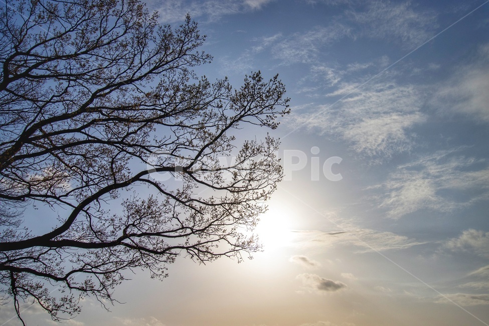 자연,nature,햇빛,flare,플레어,sunlight,하늘,구름,나무
