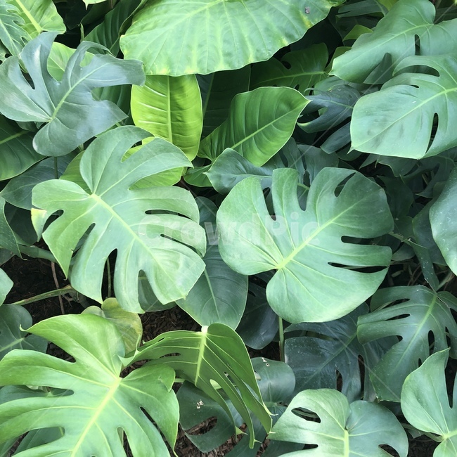 plant,식물,leaf,잎,나무,나뭇잎,tree,green,식물,자연,plants,nature