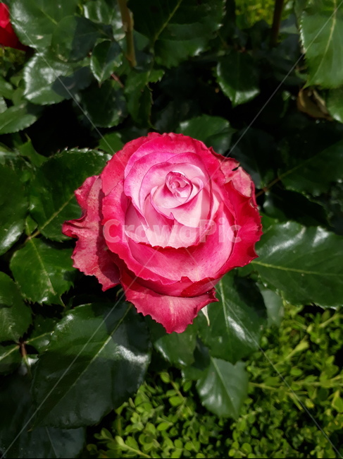 장미,장미축제,꽃,식물,자연,rose,rosefestival,flower,plants,nature