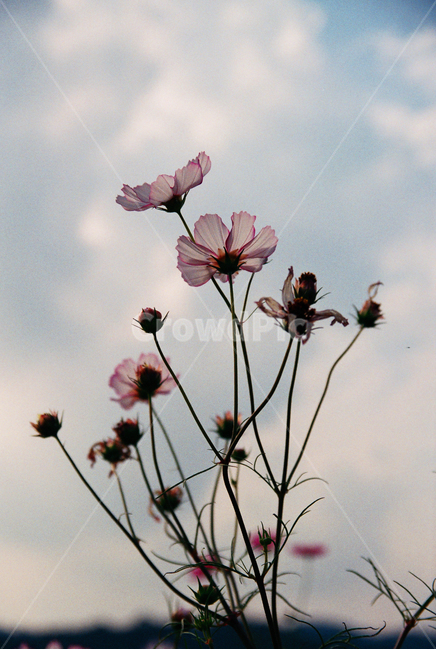 꽃,식물,plant,코스모스,가을,자연,가을,계절,fall,autumn,season,식물,자연,plants,nature,꽃,flower,geranium,제라늄,blossom