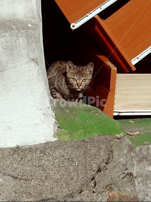고양이,길고양이,동물,길냥이,새끼고양이,동물,animal,포유류,mammal,고양이,cat,kitten,kitty