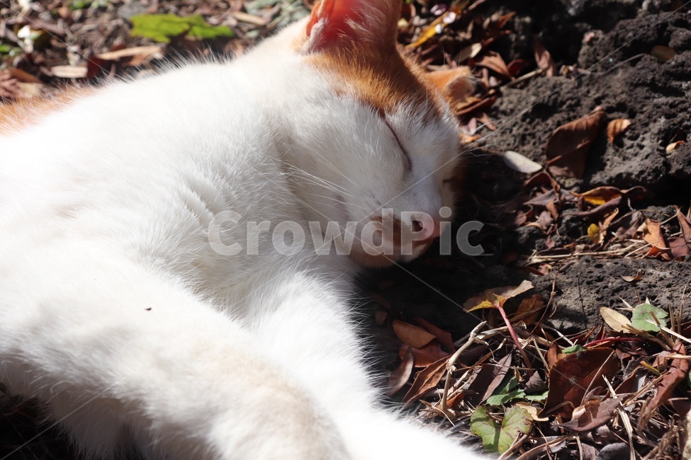 고양이,cat,귀여운,야생동물,한국고양이,착한,순한,길들여진,졸고있는,잠자는,졸려,졸린,졸림,나른한,편안한,동물,animal,포유류,mammal,고양이,cat,kitten,kitty