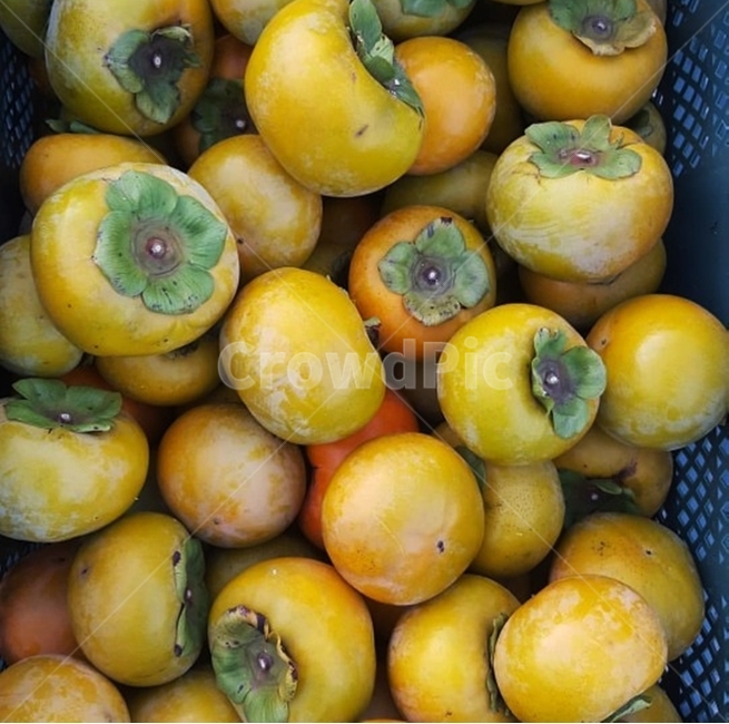 감,가을감,감수확,잘익은감,과일,persimmon,단감