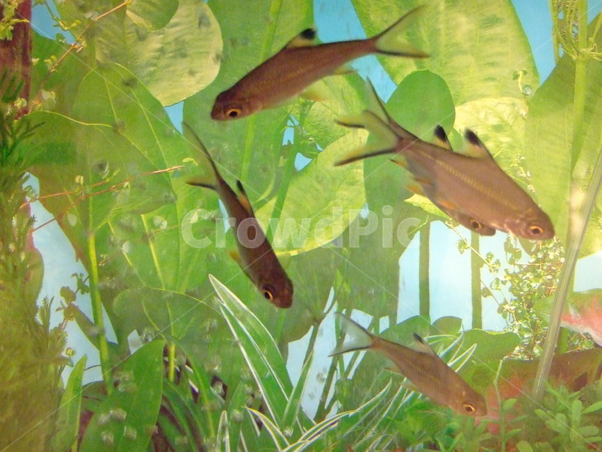 물고기,수생동물,한국의물고기,동물,수조관,동물,animal,어류,물고기,fish