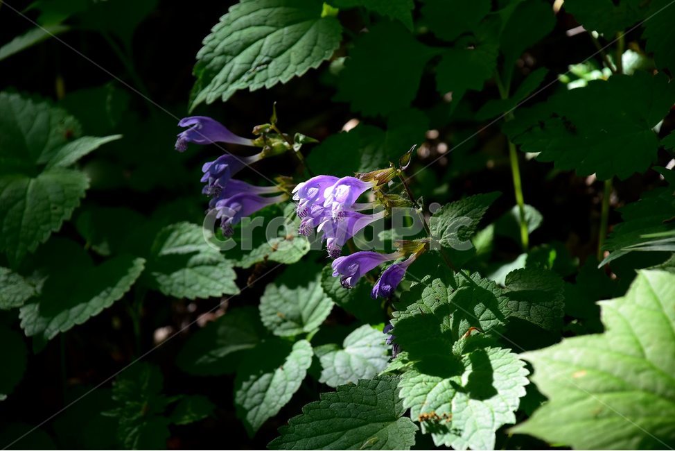 벌깨덩굴,야생화,꽃,식물,자연,생태,플라워,flower,plants,nature,식물,자연,plants,nature,꽃,flower
