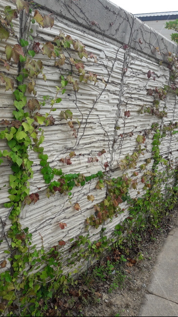 담쟁이,담쟁이덩쿨,ivy,bostonivy,vine,덩쿨,벽,담,wall,줄기,plant,식물,식물,자연,plants,nature