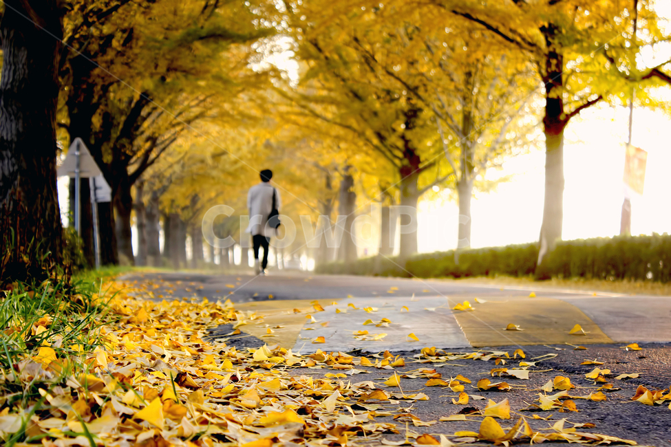 가을,낙엽,은행나무,은행잎,감성사진,감성,색감,분위기,가을,계절,fall,autumn,season,사람,인물,인간,human,person,감성,sensible,feeling,고독함,외로움,쓸쓸함,우울함,슬픔,lonely,solitary,walking,보행