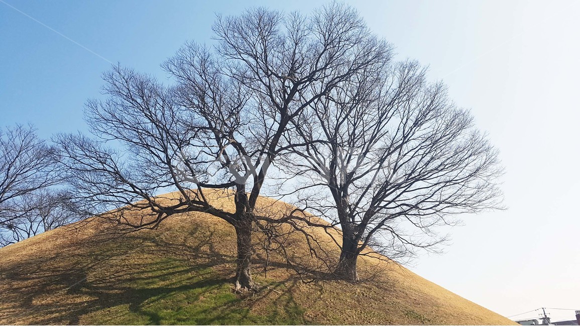 언덕,동산,나무,하늘,자연,소나무,잎,풍경,식물,배경,가지,초록색,파란색,자연,풍경,nature,landscape,식물,plants,나무,trees,wood,field,들,outdoors,옥외,grassland,목초지,mound,투수판