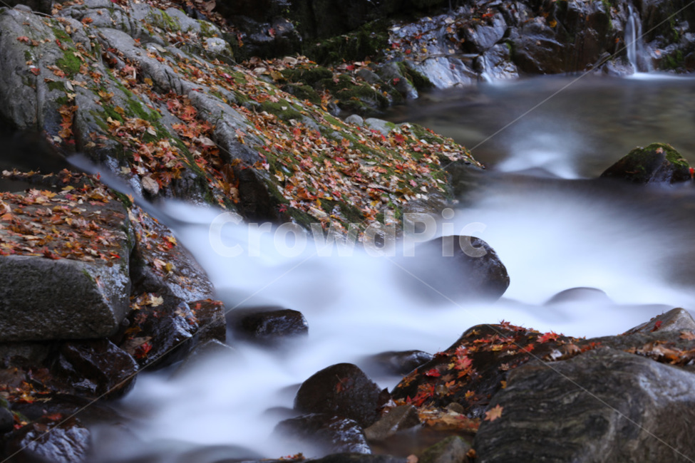 폭포,경치,자연,물,단풍,가을,계절,fall,autumn,season,자연,풍경,nature,landscape,식물,plants,water,outdoors,옥외,river,강
