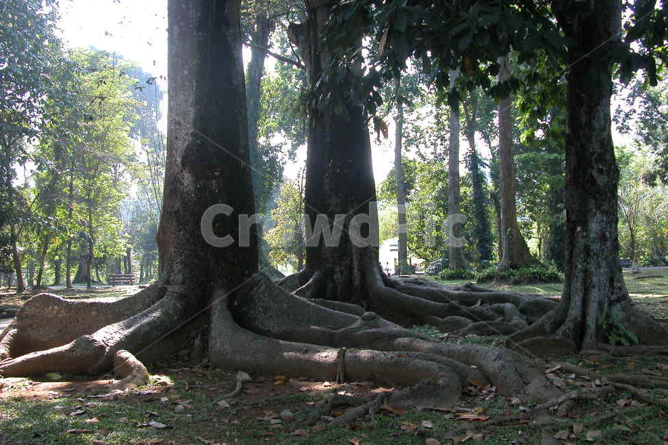 인도네시아,보고르식물원,보고르,나무,큰나무,indonesia,bogor,botanicgarden,botanic,garden,tree,bigtree