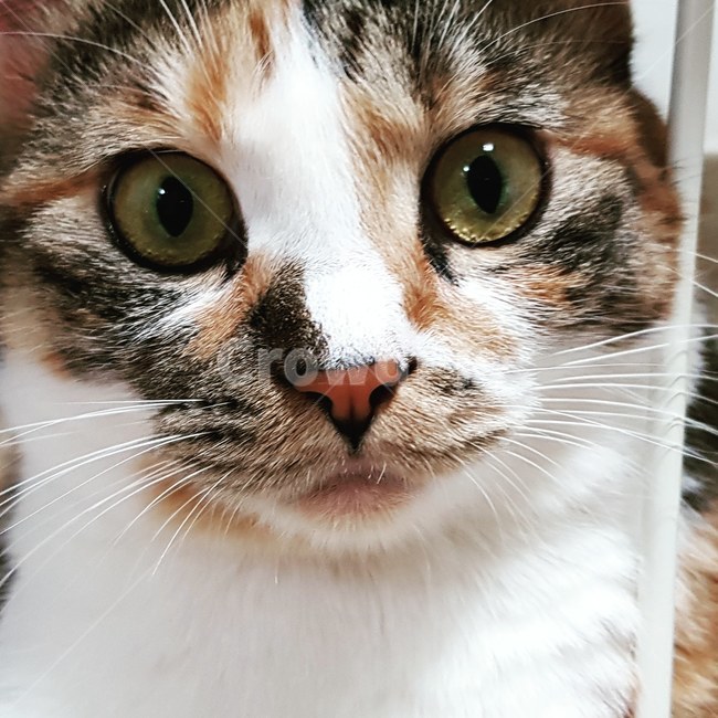 코리안숏헤어,코숏,고양이,cat,animal,동물,pet,반려동물,반려고양이
