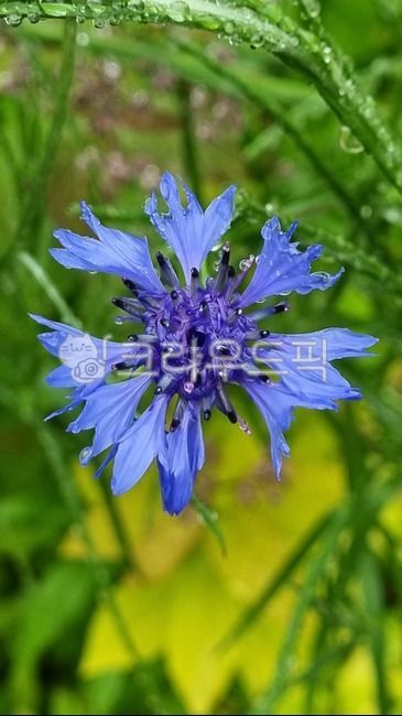 blue flower,rain,blossom,nature,flower,water drop,dicotyledonous plant,Asteraceae,plant,Dew,cornflower