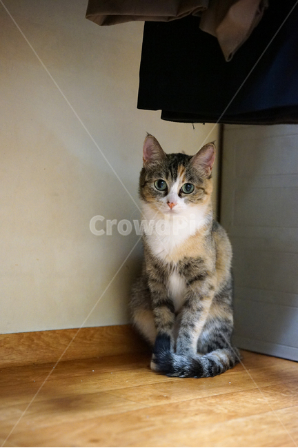 고양이,고양이자세,집고양이,숨은고양이,겁쟁이,동물,animal,포유류,mammal,고양이,cat,kitten,kitty