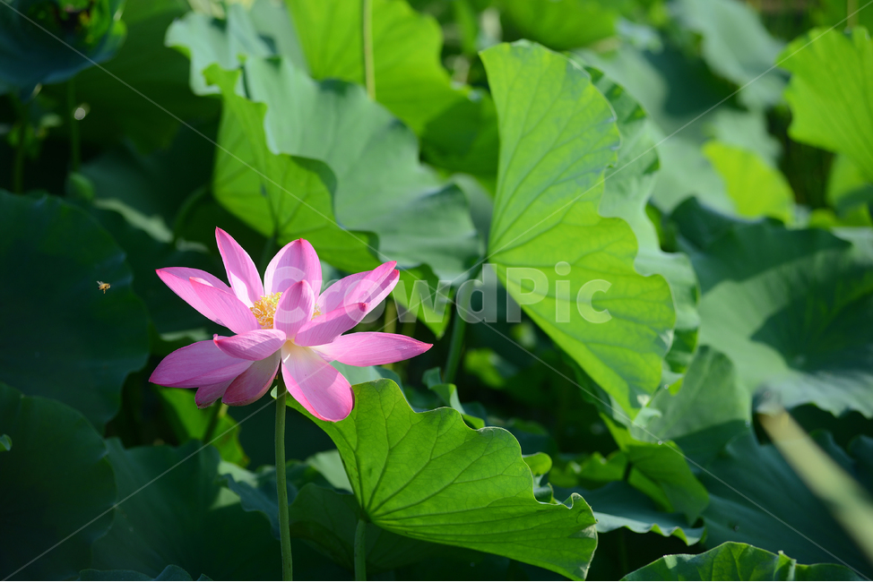 자연,꽃,연꽃,연잎,관곡지,연꽃테마파크,핑크,그린,식물,자연,plants,nature,꽃,flower