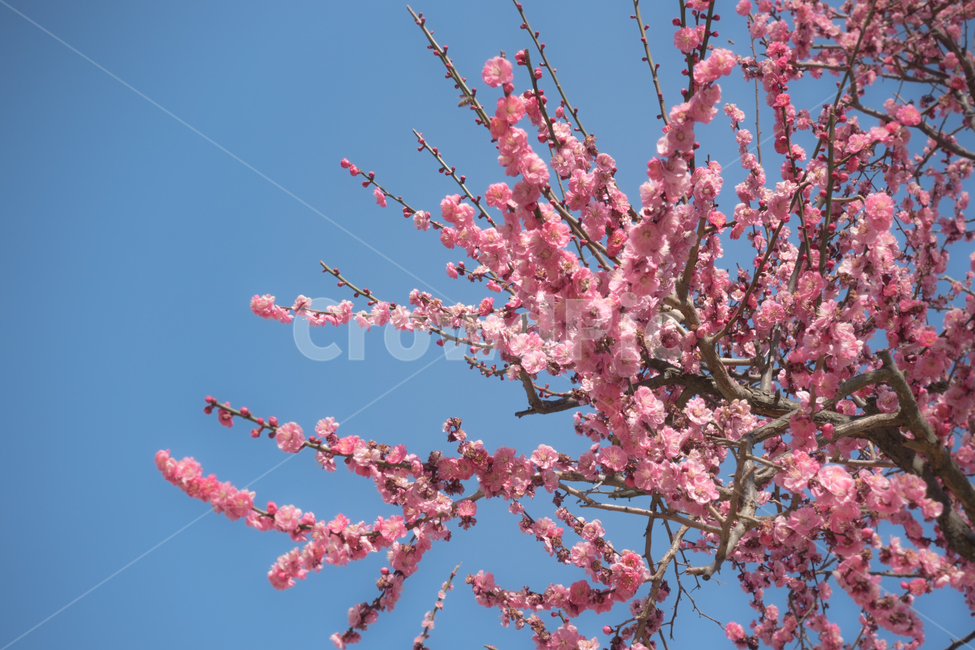 봄,꽃,봄배경,매화,봄꽃,분홍색,파란색,하늘,나무,flower,spring,꽃나무,식물,봄날,매화축제,계절,자연,예쁜,꽃축제,꽃망울,봄,계절,spring,season,식물,자연,plants,nature,꽃,flower,plant,blossom
