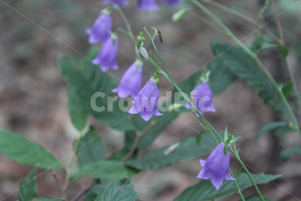 plant,식물,flower,꽃,blossom,식물,자연,plants,nature,꽃,flower