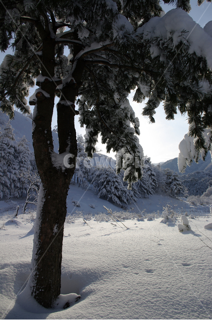 겨울,눈,설경,풍경,나무,잣나무,겨울,계절,winter,season
