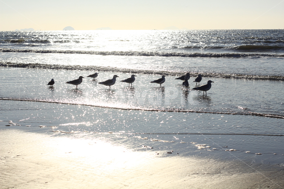 Unyeo Beach,healing,sandy beach,Seagull,Emotion