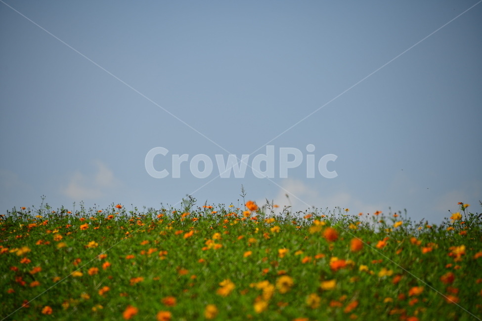 노랑,노란소스모스,가을,자연,코스모스,금계국,flower,plant,꽃,식물,자연,plants,nature,꽃,flower